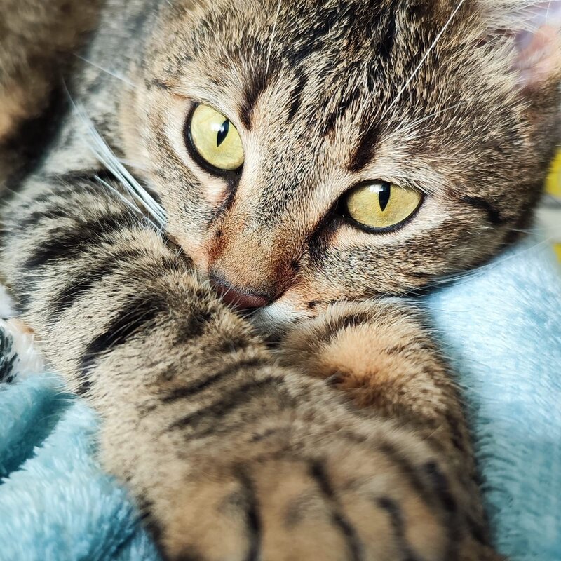 Pisica de adoptie.