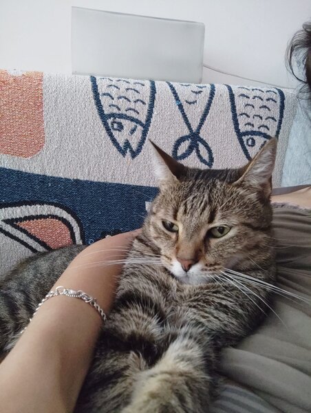 Pisica de adoptie.