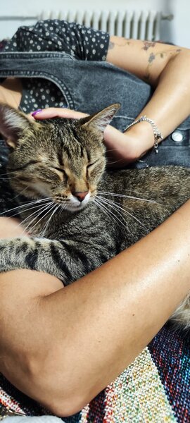 Pisica de adoptie.