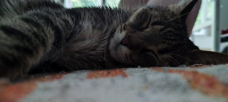 Pisica de adoptie.