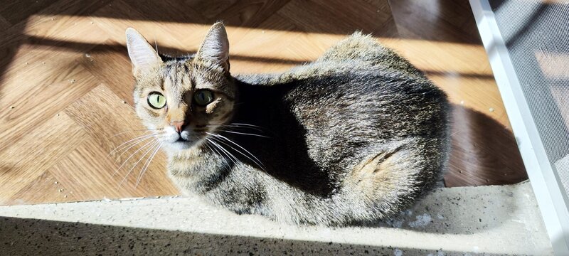 Pisica de adoptie.