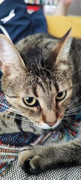 Pisica de adoptie.