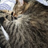 Pisica de adoptie